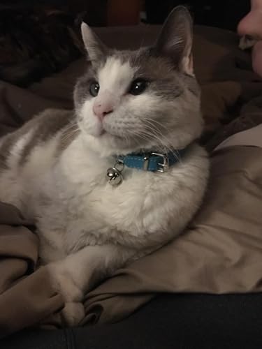 Turquoise Blue Leather Pet Collars for Cats Puppy, Adjustable 8"-10.5" Kitten Collar with Bell - color: Turquoise Blue