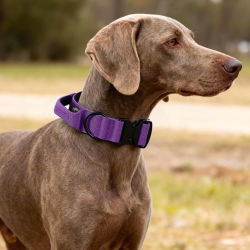 Tactical Thick Dog Collar, Adjustable Training Nylon Dog Collar, Heavy Duty Metal Buckle & Control Handle for Small Medium Large Dogs (M, Purple) - color: Purple, size: M