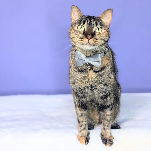 Velvet Bowtie Cat Collar with Bell – Adjustable Breakaway Grey Cat Collar for Adult Cats (7–11 in) - color: Grey