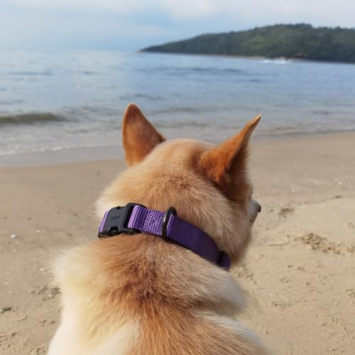 Premium Classic Nylon Adjustable Dog Collars,Soft and Smooth Regular 3/4 Inch Wide Dog Collars with Quick Release Buckle for Medium Dogs Walking,Training. (Medium, Ultra Violet) - color: Ultra Violet, size: Medium 13-17 Inches