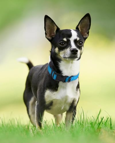 Joytale Reflective Dog Collar,Soft Neoprene Padded Breathable Nylon Pet Collar Adjustable for Puppy and Small Dogs, Sky Blue,XS - color: Sky Blue, size: X-Small (Pack of 1)