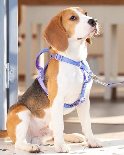 DF Freedom No Pull Martingale Dog Harness & Leash Set, Front Clip Adjustable Harness with Reflective & Padded Handle, Easy Walking & Training, Rainbow, 3/4", Chest 20" - 26.8"