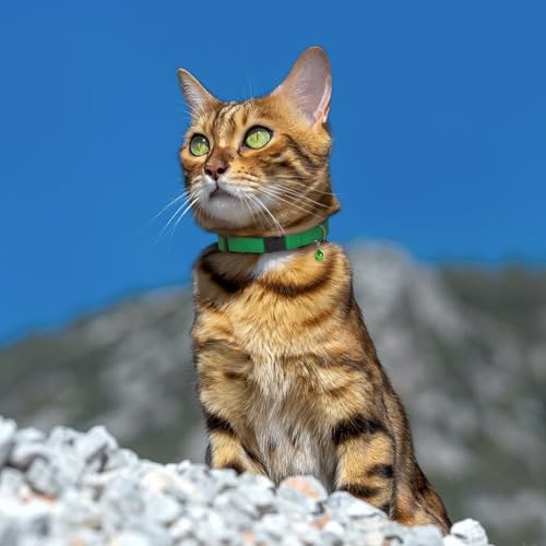 Breakaway Cat Collar Leather with Removable Bell - 13 Colors Available - Soft Adjustable Girl Boy Safety Lightweight Pet Kitten Collars Pink Brown Blue Green Red Orange Black (Mustard) - color: Mustard