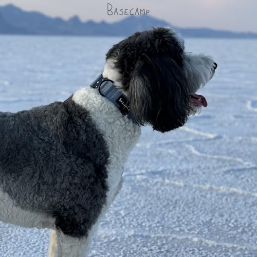 ShawnCo Basecamp Dog Collar- Premium, Adjustable, Heavy-Duty Nylon Tactical Dog Collar with Metal Buckle for Medium and Large Dogs (Midnight, S) - color: Midnight, size: S- No Handle