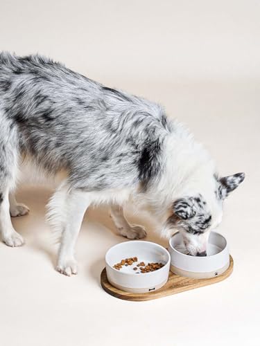 LE TAUCI PET Ceramic Dog Bowls for Medium and Small Dogs - 3.2 Cup Weighted Non-Slip Food and Water Bowls with Acacia Wood Tray, Pet Bowl Set of 2 - size: M-3.2 Cups