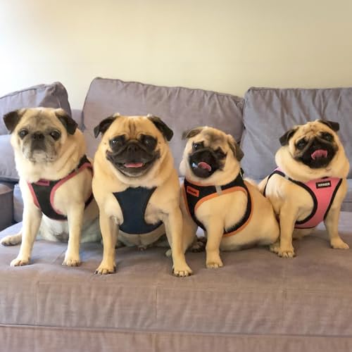 Best Pet Supplies Voyager Step-in Air All Weather Mesh Harness and Reflective Dog 5ft Leash Combo with Neoprene Handle, for Small, Medium and Large Breed Puppies - Set (Blue/Black Trim), XX-Small - color: Harness Leash Bundle (Blue/Black Trim), size: XXS