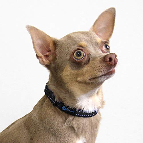 Max and Neo NEO Nylon Buckle Reflective Dog Collar - We Donate a Collar to a Dog Rescue for Every Collar Sold (X-Small, Black) - color: Black, size: Extra Small