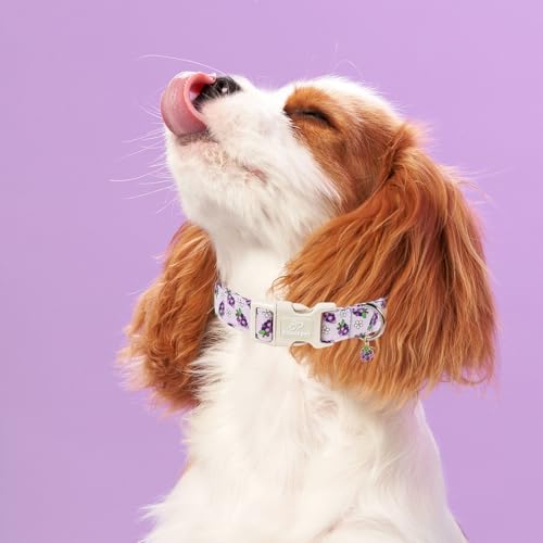 Summer Dog Collar Cute Grape Dog Collars for Puppy Small Dogs - Lightweight Adjustable Boy Girl Dogs Everyday Collar with Quick Release Buckle XS - color: Cute Grape, size: XS