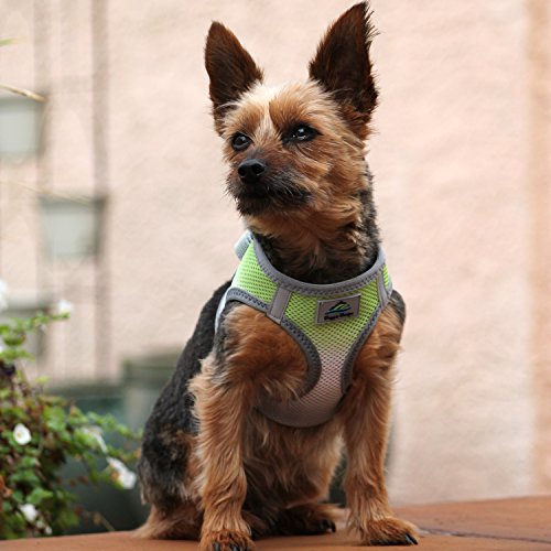 American River Dog Harness Ombre Collection - Limestone Gray XXS - color: Limestone Gray, size: XX-Small
