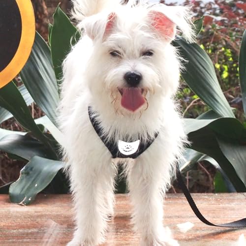 Pet Dog Vest Harnesses Puppy Cotton Polyester Adjustable Dog Mesh Harness Travel Chest Strap Vest Reflective (M, Black) - color: Black, size: M