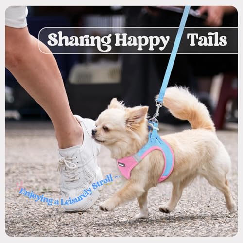 rabbitgoo Dog Harness Small Sized and Leash Set, Step in Soft Light Puppy Vest, Breathable Mesh Pet Harness, Reflective for Safe Easy Walking, Blue & Light Pink S - color: Blue & Light Pink, size: S (chest: 15.1 - 16.5")