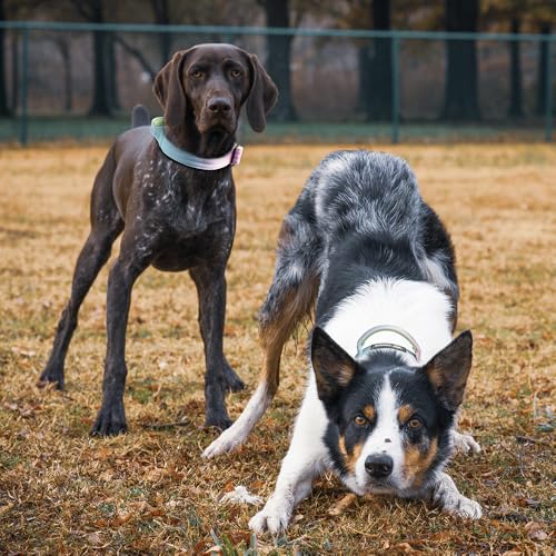 TSPRO Premium Dog Collars Tactical Dog Collar with Handle and Heavy Duty Quick-Release Metal Buckle Durable Thick and Adjustable for Medium to Large Dogs (Cyan Gradient M) - color: Cyan Gradient, size: Handle-Equipped M (14.5"-18" Adjustable)