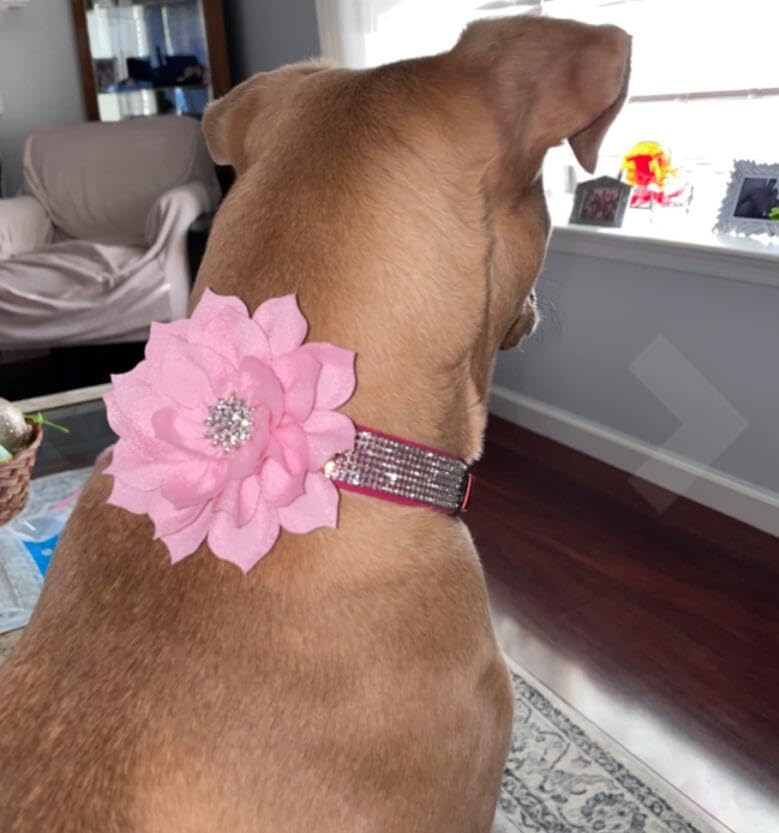 Rhinestone Bling Leather Dog Collar and Leash Set, Cute Dazzling Sparkling Soft Velvet Dog Cat Collar Crystal Diamond Puppy Collar (XXS, Purple) - color: Purple, size: XXS