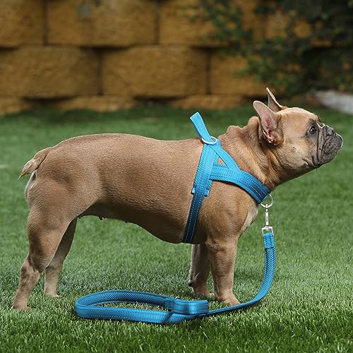 Plutus Pet No Pull Dog Harness with Breathable Mesh Padded, Adjustable Reflective Escape Proof Dog Harness, Quick Fit Dog Vest Harness for Small Medium Large Dogs(XXS, Cyan) - color: Cyan, size: XXS: chest 11.8"-15"