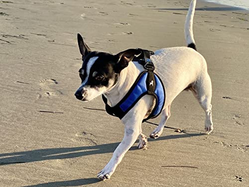 Gooby - Escape Free Easy Fit Harness, Small Dog Step-In Harness for Dogs that Like to Escape Their Harness, Blue, X-Small - color: Blue, size: X-Small chest (15~17.25")