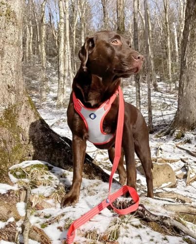 Blueberry Pet Essentials No Pull Dog Harness, Large, Apricot - Reflective Dog Harness Medium Sized Dog & Dog Harness for Large Dogs - Puppy Harness with Breathable Mesh, Eco-Friendly Buckle - color: Apricot, size: Large (Pack of 1)