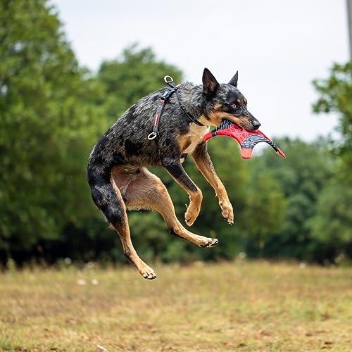 EzyDog DogStar Flyer Dog Flying Disc Toy – Foldable Soft Nylon Fetch Toy, Lightweight Long-Distance Throw, Floating for Water & Land – Durable for Small, Medium & Large Dogs
