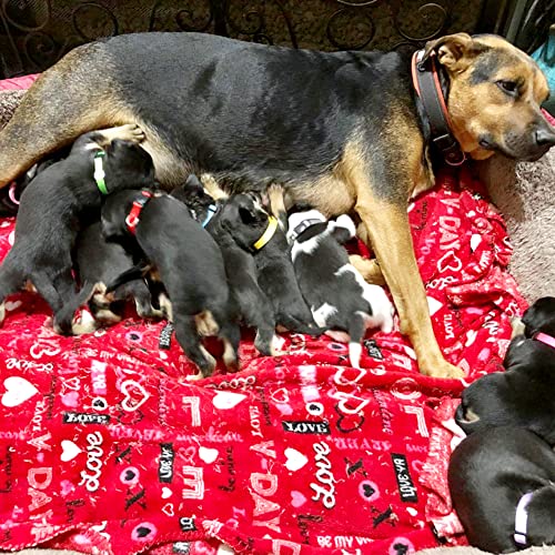 Luck Dawn Puppy ID Collars,15 PCS Identification Soft Nylon Puppy Collars, Adjustable Breakaway Safety Whelping Litter Collars for Newborn Puppies Kitten – Set of 15 (Round Button M (Pack of 15)) - size: Round Button M (Pack of 15)