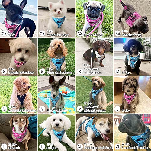 haapaw Dog Harness with Leash Set, No Pull Adjustable Reflective Step-in Puppy Harness with Thickened Padded Vest for Extra-Small/Small Medium Dogs - color: Blue / Pink, size: M