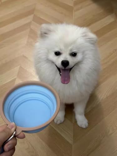 2piece Collapsible Pet Bowl 11.8oz Portable Dog Cat Food Water Bowl with Carabiner Foldable Travel Feeding Dish for Outdoor Walking Hiking