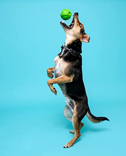 Hartz Dura Play Bacon Scented Squeak Ball Dog Toy for Small Breeds, 3 Pack - size: 3 Count, style: Small Ball