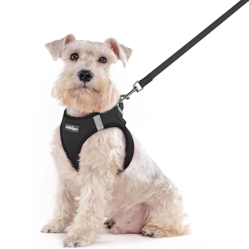 rabbitgoo Dog Harness Small Sized and Leash Set, Step in Soft Light Puppy Vest, Breathable Mesh Pet Harness, Reflective for Outdoor Safe Walking, Black XXL - color: Black, size: Xxl (chest: 21.6 - 23.7")