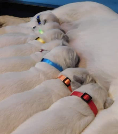 Puppy ID Collar - Identification Adjustable Collars for Newborn Dog Cat, Super Soft Nylon Safety Puppy Whelping Litter Collars for Small Dogs and Puppies (Release Buckle/S) - color: Release Buckle/ S
