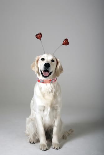 Lionet Paws Valentine Dog Collar, Heavy-Duty Cute Red Heart Pattern Fabric Pet Collar with Metal Buckle for Small, Neck 10-16 inches - color: B&W Hearts, size: Small (Pack of 1)
