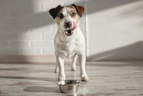 Van Ness Pets Small Lightweight Stainless Steel Dog Bowl, 16 OZ Food And Water Dish - size: 16 oz