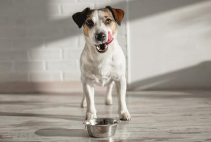 Van Ness Pets Small Lightweight Stainless Steel Dog Bowl, 16 OZ Food And Water Dish - size: 16 oz
