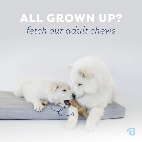 Benebone Puppy Fishbone Dog Chew Toys, Softer for Modest Chewers, Made in USA