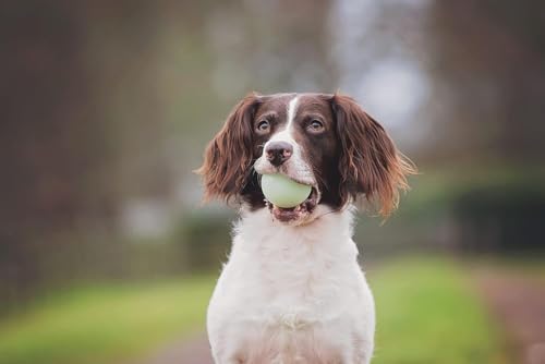 Chuckit! Fetch Pack Dog Balls - Interactive Dog Toys, High-Bounce Fetch Ball, Floating Ultra and Rugged Balls, Durable - Size Small, 2-inch Diameter, Set of 3 - size: Small (2"), style: Fetch Pack 1