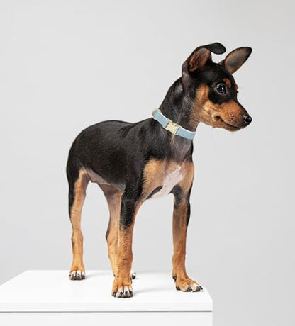 Soft Classic Leather Dog Collar Heavy Duty Padded Collars with Metal Buckle for Puppy Small Medium Dogs (Blue,XS) - color: Blue, size: XSmall