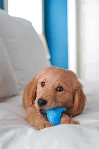 Nylabone Dental Dinosaur Puppy Power Chew Toy, Soothing Puppy Teething Bone, Enrichment Toy for Puppies, Chicken Flavor, Small Dogs - Up to 25 lbs., 1 Count - color: Dinosaur