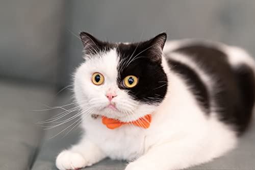 Cat Collar with Bow Tie Bell Breakaway Kitten Small Pet Safety Solid Wedding Basic Pure Color Suede Soft Adjustable [1pc] Orange - color: [1pc] Orange