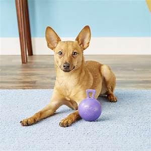 Jolly Pets Tug-n-Toss Heavy Duty Dog Toy Ball with Handle, 4.5 Inches/Small, Purple - color: Purple, size: Small (4.5 in)