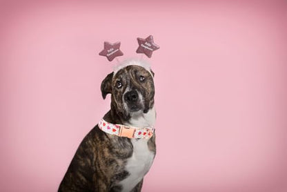 Lionet Paws Valentine Dog Collar, Heavy-Duty Cute Pink Heart Pattern Collar with Metal Buckle Pet for Puppy and Cats, X Small, Neck 8-12 inches - color: Hearts, size: X-Small (Pack of 1)