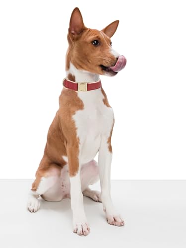 Soft Classic Leather Dog Collar Heavy Duty Padded Collars with Metal Buckle for Puppy Small Medium Dogs (Red,M) - color: Red, size: Medium