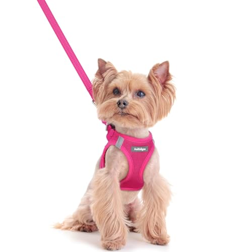 rabbitgoo Dog Harness Small Sized and Leash Set, Step in Soft Light Puppy Vest, Breathable Mesh Pet Harness, Reflective for Safe Easy Walking, Rose Red XXS - color: Rose Red, size: Xxs (chest: 12.4 - 14.2")