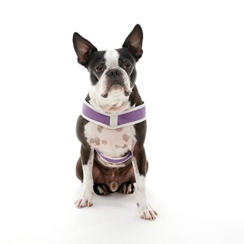 Gooby Simple Step in III Harness - Purple, Large - Small Dog Harness with Scratch Resistant Outer Vest - Soft Inner Mesh Harness for Small, Medium Dogs - color: Purple, size: Large chest (18.5∼23.75")