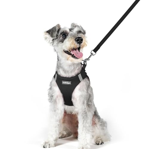 rabbitgoo Dog Harness Small Sized and Leash Set, Step in Soft Light Puppy Vest, Breathable Mesh Pet Harness, Reflective for Outdoor Safe Walking, Black XL - color: Black, size: Xl (chest: 20 - 21.8")