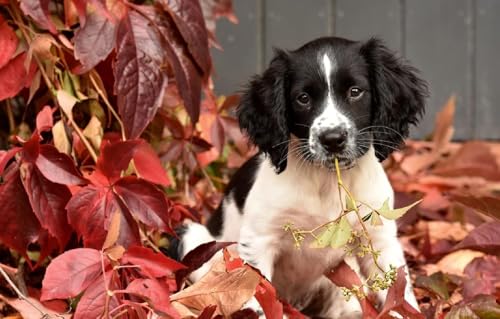 Fun Jigsaw Puzzle 500 Pieces for Adults Puppy English Springer Spaniel Jigsaw Puzzle，Animal Jigsaw Gift Home Decoration Puzzle Dog Lovers Gift 20.5 x 15 in - color: As24, size: 500 Pieces