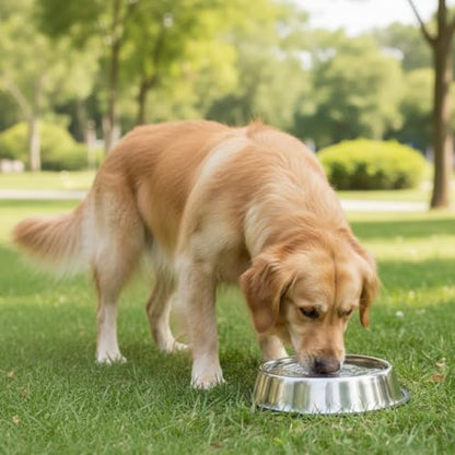 Stainless Steel Dog Bowl Pack of 2, Food & Water Bowl for Dogs, Durable Dog Feeding Bowl, Bowls for Small Dogs, Easy to Clean, Anti-Skid Pet Bowl - 16 oz (Silver) - color: Silver