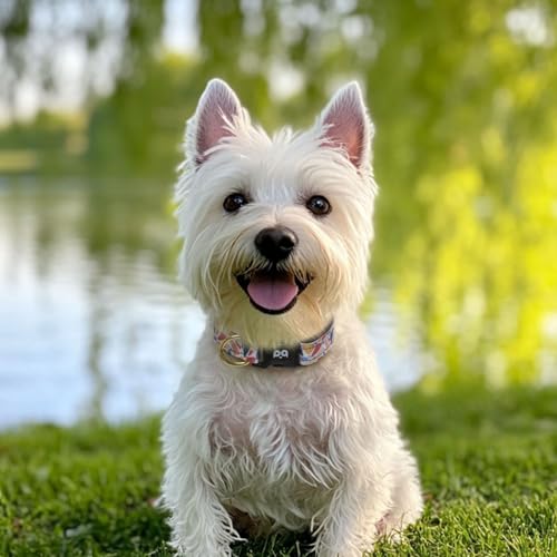 QQPETS Reflective Dog Collar with Soft Neoprene Padded Breathable Nylon Pet Collar Adjustable for Small Medium Large Dogs - color: Paintings, size: S