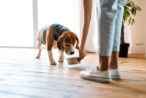 Van Ness Pets Small Lightweight Stainless Steel Dog Bowl, 16 OZ Food And Water Dish - size: 16 oz