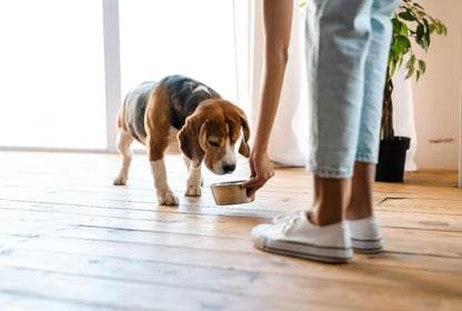 Van Ness Pets Small Lightweight Stainless Steel Dog Bowl, 16 OZ Food And Water Dish - size: 16 oz