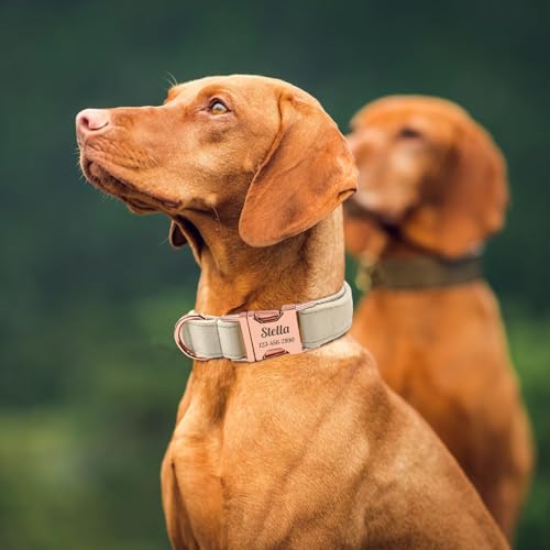 Personalized Velvet Dog Collar with Name - Custom Engraved Buckle, Adjustable Luxury Velvet Collar for Small Medium Large Dogs (Beige, L) - color: Beige, size: L