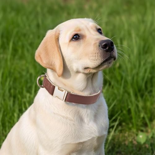 Soft Classic Leather Dog Collar Heavy Duty Padded Collars with Metal Buckle for Puppy Small Medium Dogs (Brown,XS) - color: Brown, size: XSmall