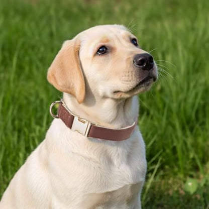 Soft Classic Leather Dog Collar Heavy Duty Padded Collars with Metal Buckle for Puppy Small Medium Dogs (Brown,XS) - color: Brown, size: XSmall