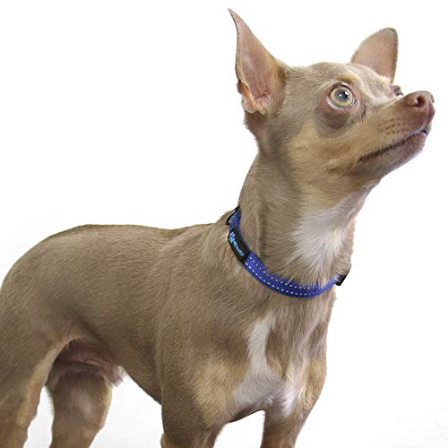 Max and Neo NEO Nylon Buckle Reflective Dog Collar - We Donate a Collar to a Dog Rescue for Every Collar Sold (X-Small, Purple) - color: Purple, size: Extra Small